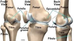 anatomia de la rodilla