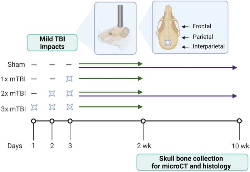 Las conmociones cerebrales repetidas pueden engrosar el cráneo, según un estudio